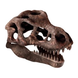 Compra Clementoni Arquejugando Craneo De T-Rex al mejor precio | Juguetilandia Canarias