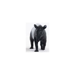 Compra Schleich Tapir al mejor precio | Juguetilandia Canarias